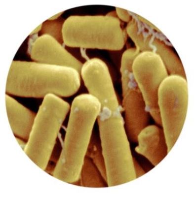 Bacil Mg wp van Thuringiensis 50000IU